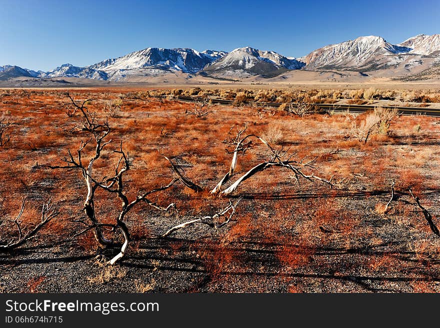 Dead branches with a road and mountains