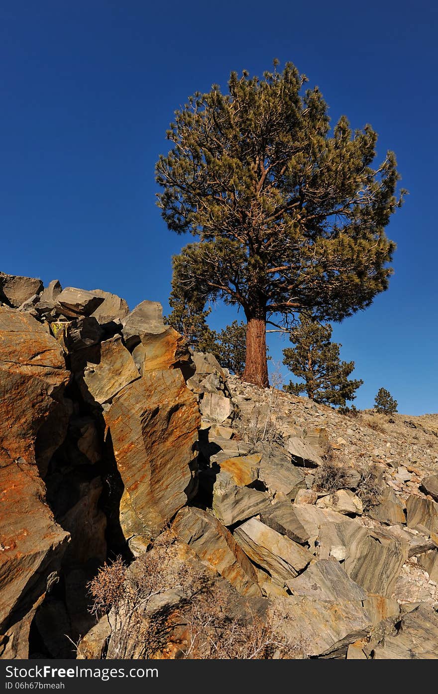 Pine trees grow out of rocks in mountains