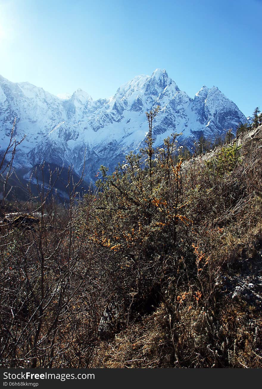 Sea Buckthorn With Orange Berries High In The Mountains Of Nep