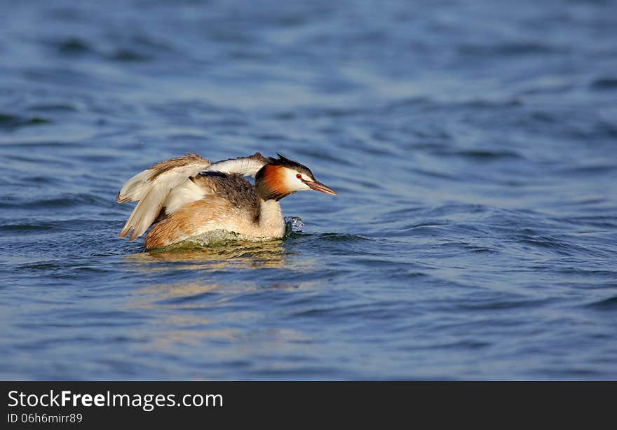 Great Crested Grebe &x28;Podiceps cristatus&x29;.