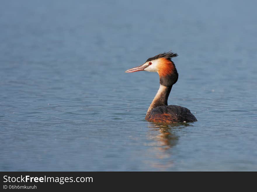 Great Crested Grebe &x28;Podiceps cristatus&x29;.