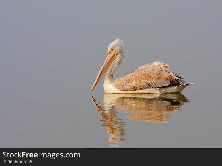 Dalmatian Pelican /Pelecanus crispus/.