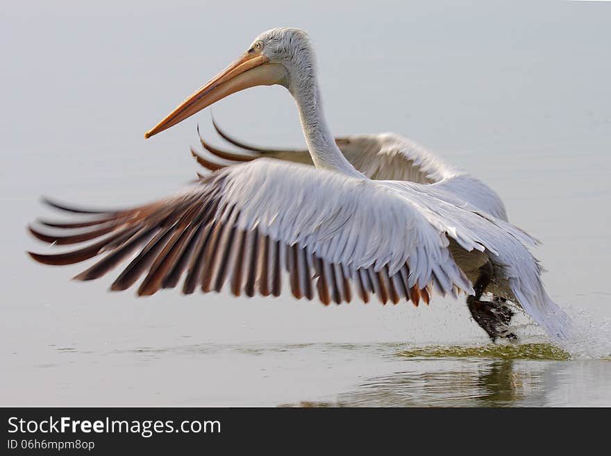 Dalmatian Pelican /Pelecanus crispus/ taking off the water. Dalmatian Pelican /Pelecanus crispus/ taking off the water