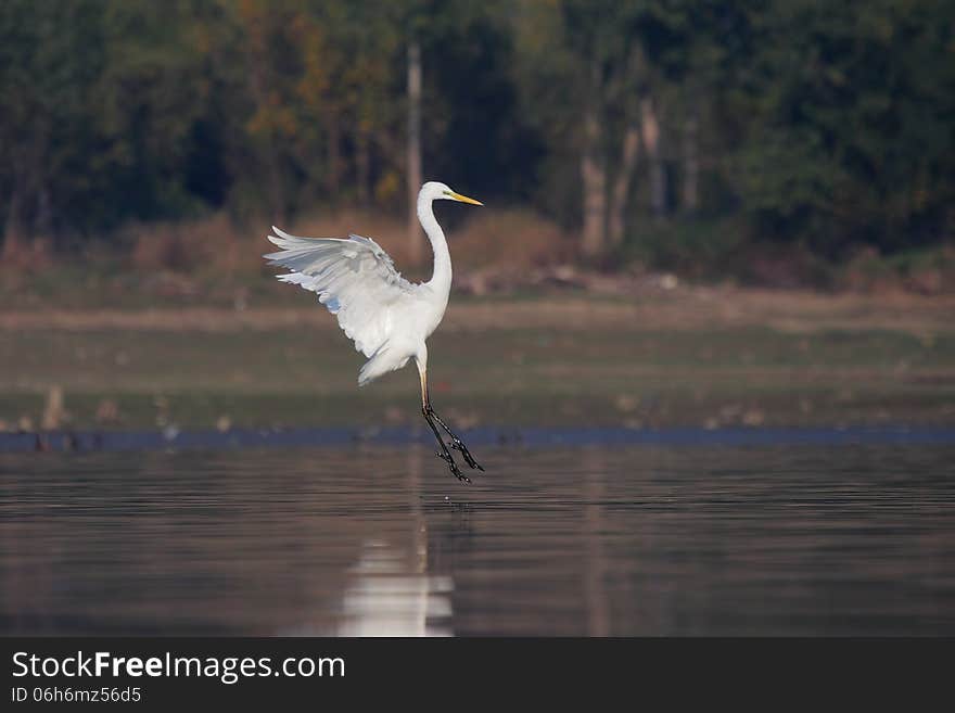 Great Egret/Ardea alba in flight. Great Egret/Ardea alba in flight.