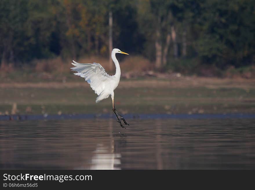 Great Egret/Ardea alba/.