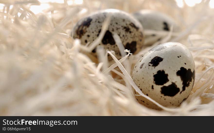 Quail eggs