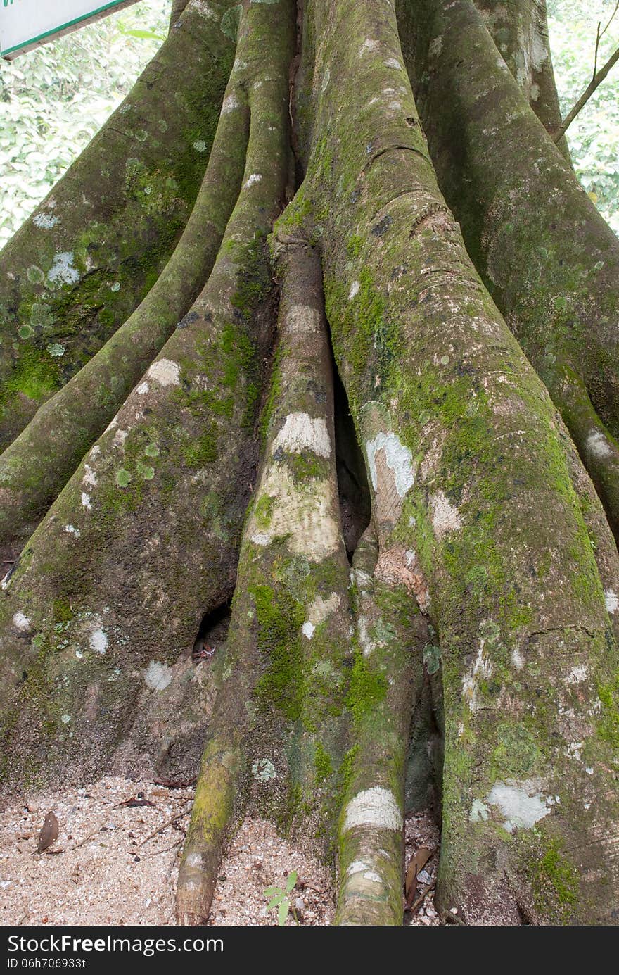 Large tree root