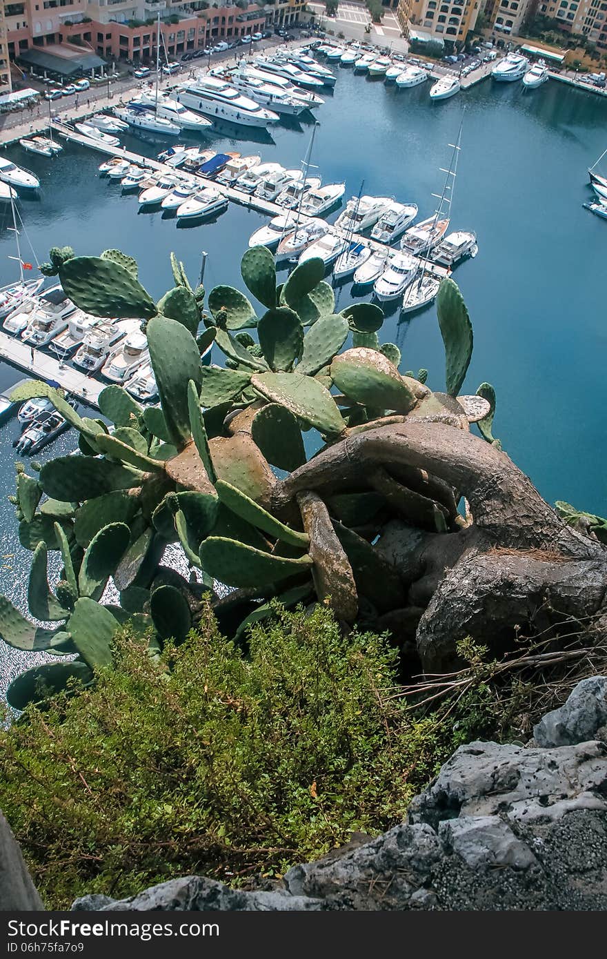 Nice cactus in Monako hanging over the sea and yachts.