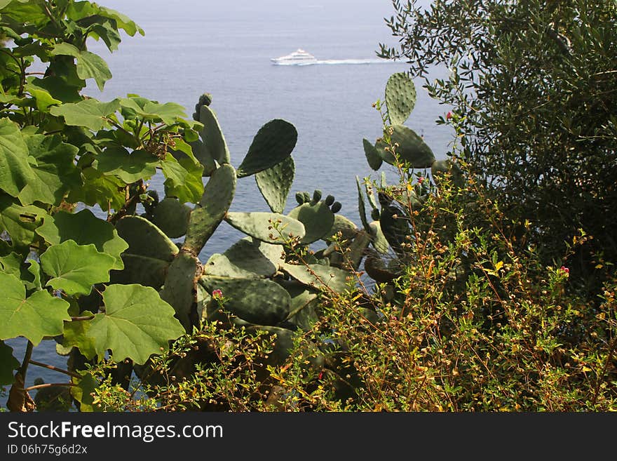 Nice cactus in Monako hanging over the sea and yachts. Nice cactus in Monako hanging over the sea and yachts.