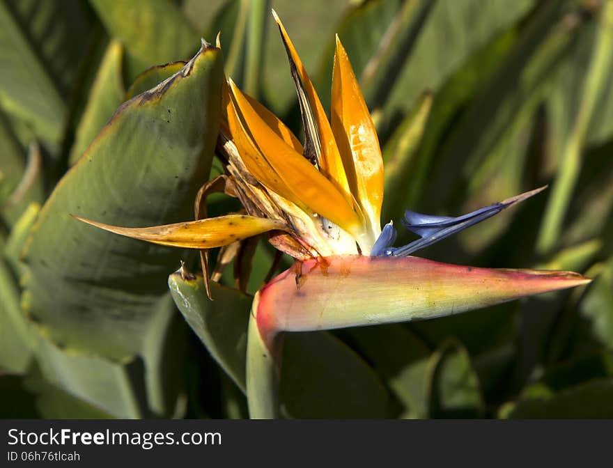 Flower strelitzia.