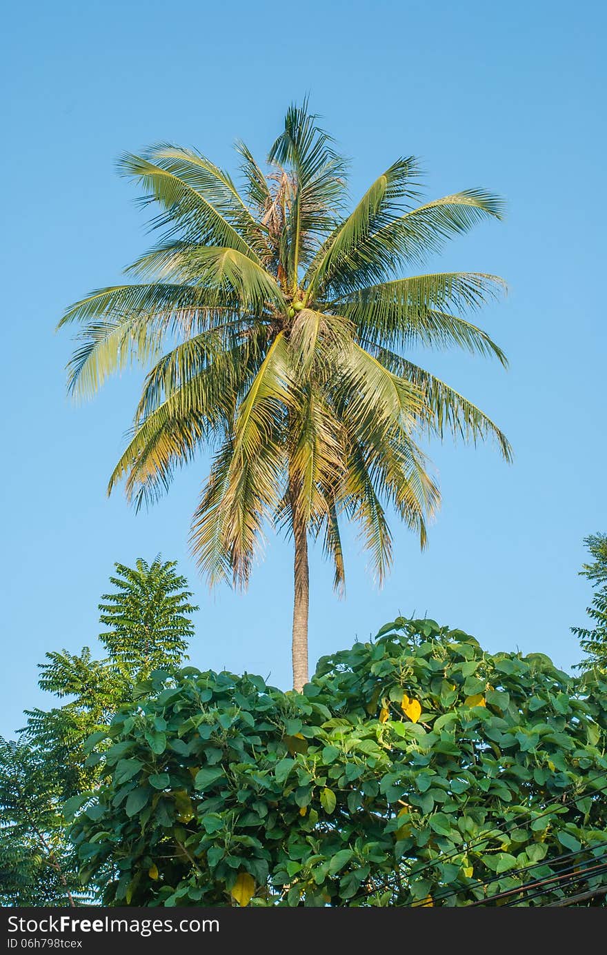 Coconut tree