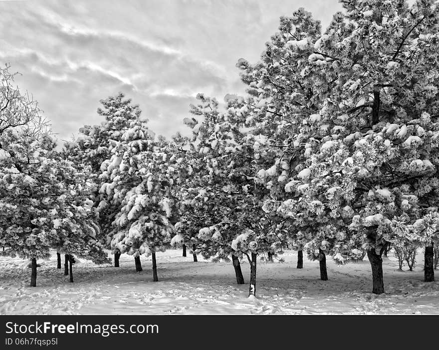 Snow Covered Trees