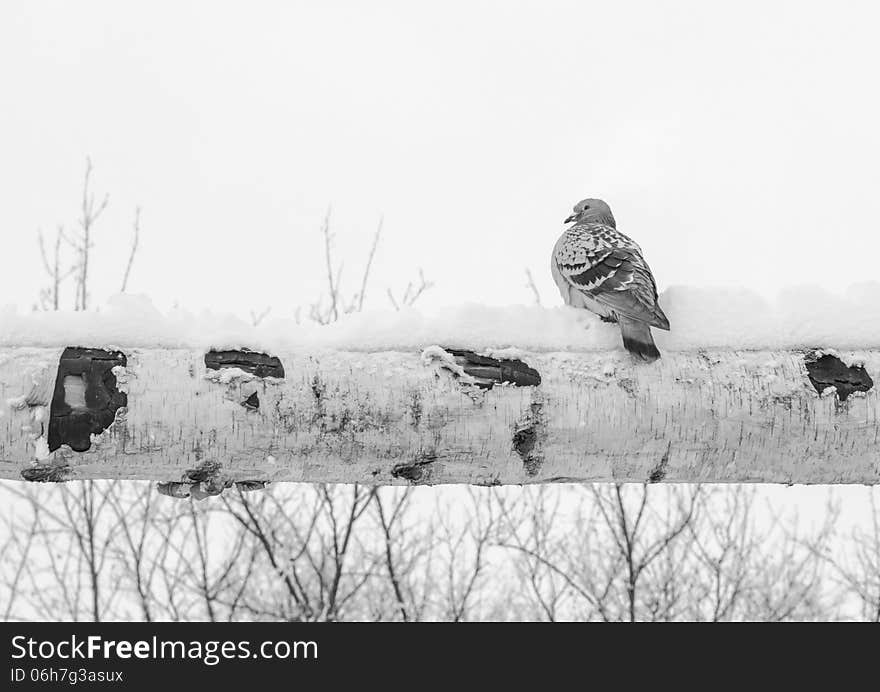 Dove in the winter resting on a log - Galați, Romania.