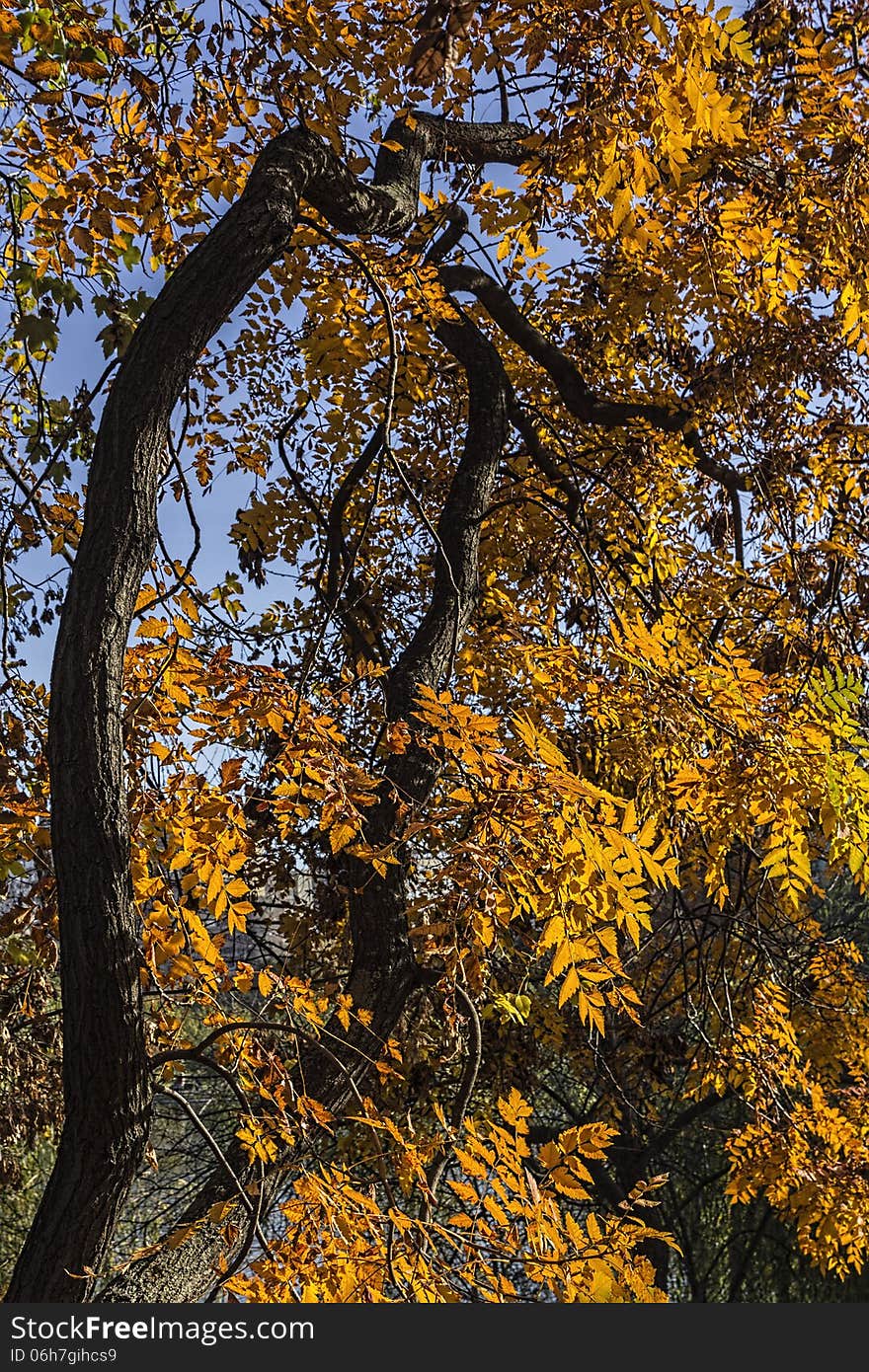 I was looking for another beautiful yellow tree in that day so I found this with different shapes; the branch looks like a snake. I was looking for another beautiful yellow tree in that day so I found this with different shapes; the branch looks like a snake.