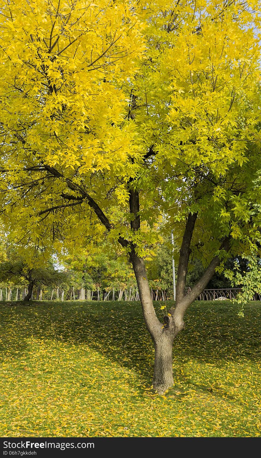 The only one yellow tree in the park.