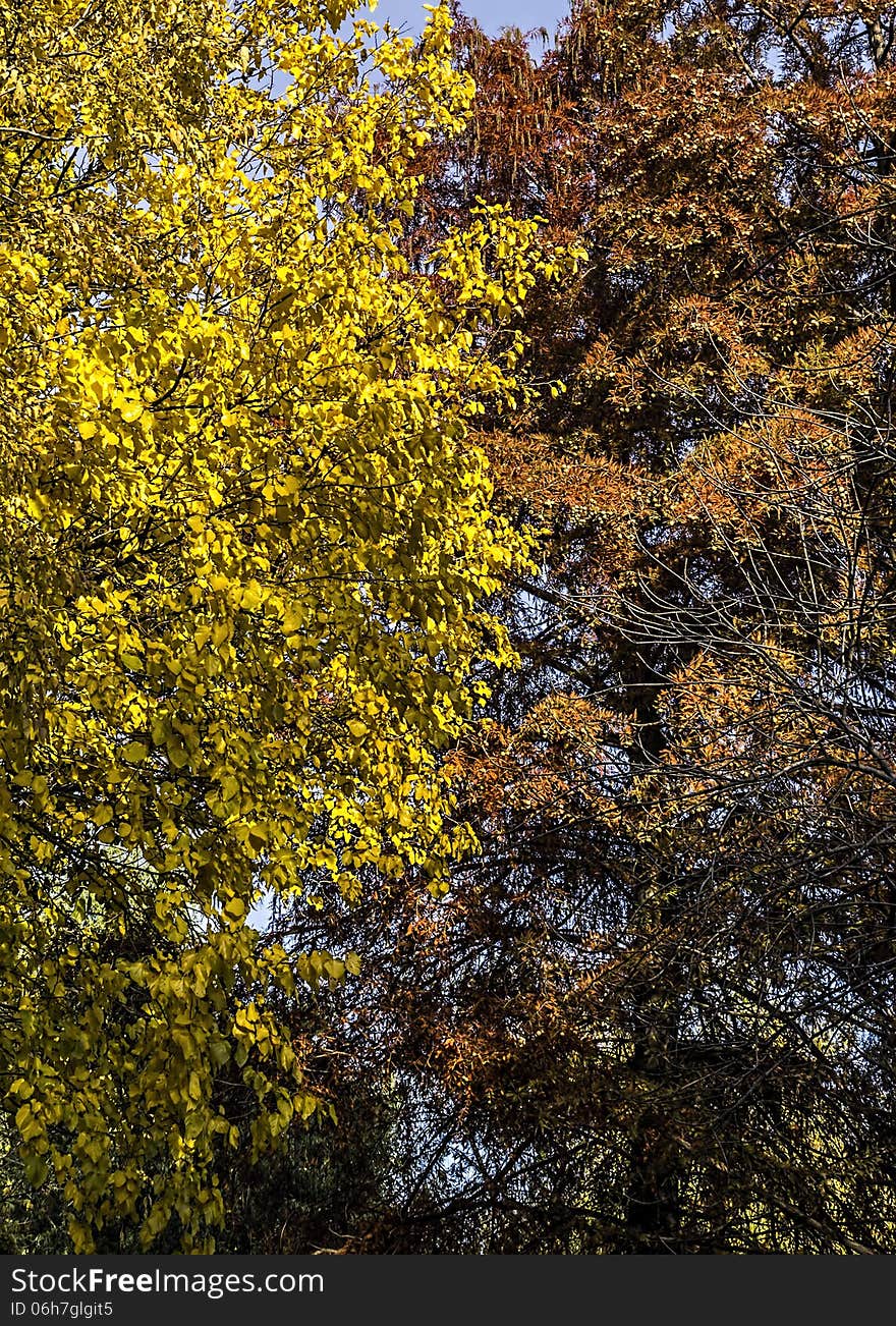 Beautiful autumn leaf colors. Beautiful autumn leaf colors.