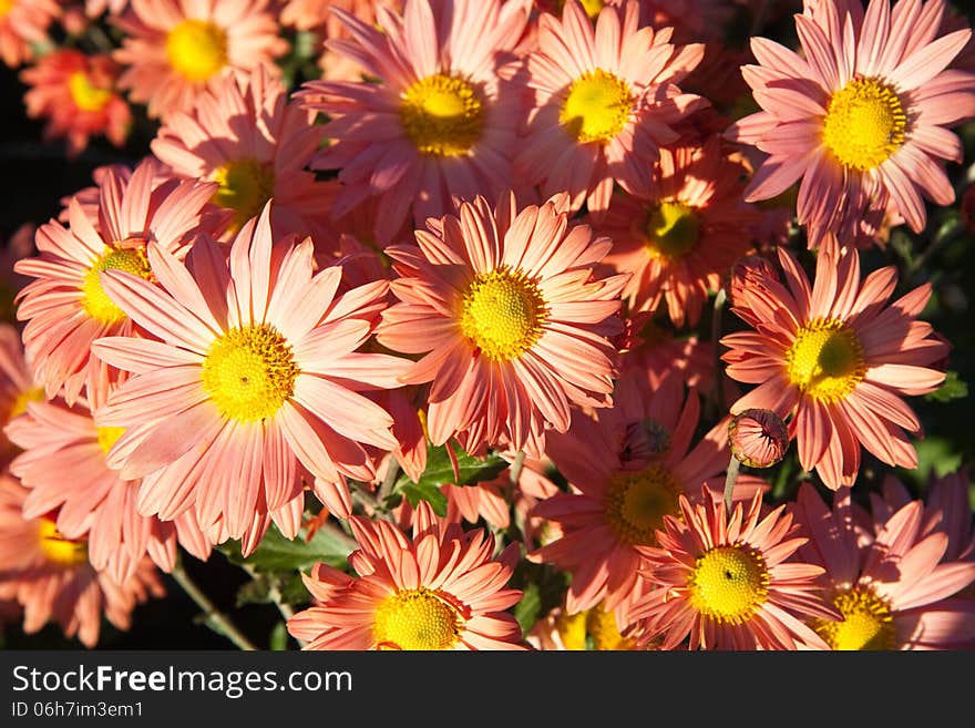 Light Orange Chrysanthemums