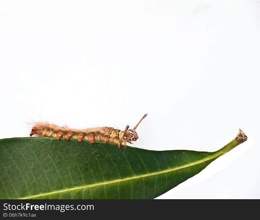 Caterpillar on green leaf