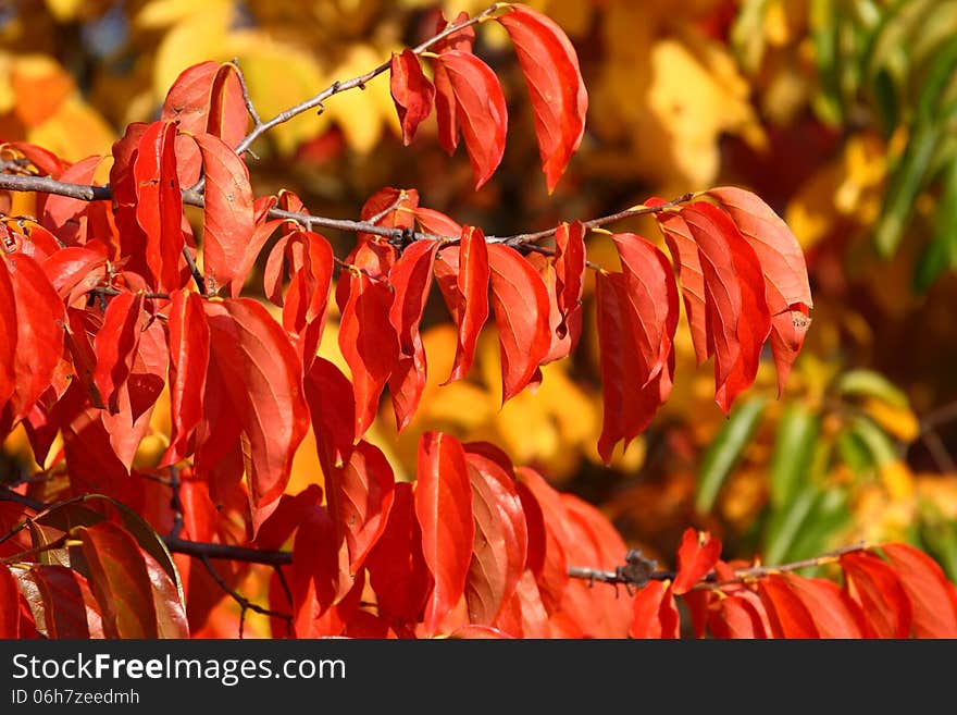 The autumn in the Italian garden. The autumn in the Italian garden