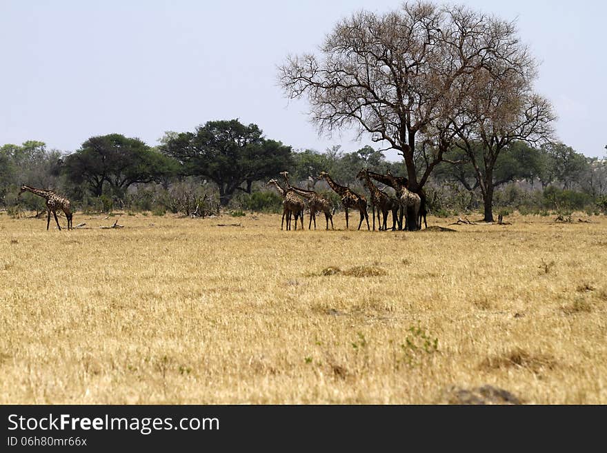 Herd of Southern Reticulated Giraffes