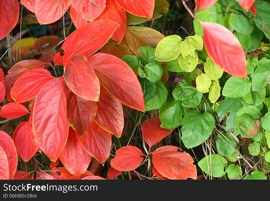 The autumn in the Italian garden. The autumn in the Italian garden