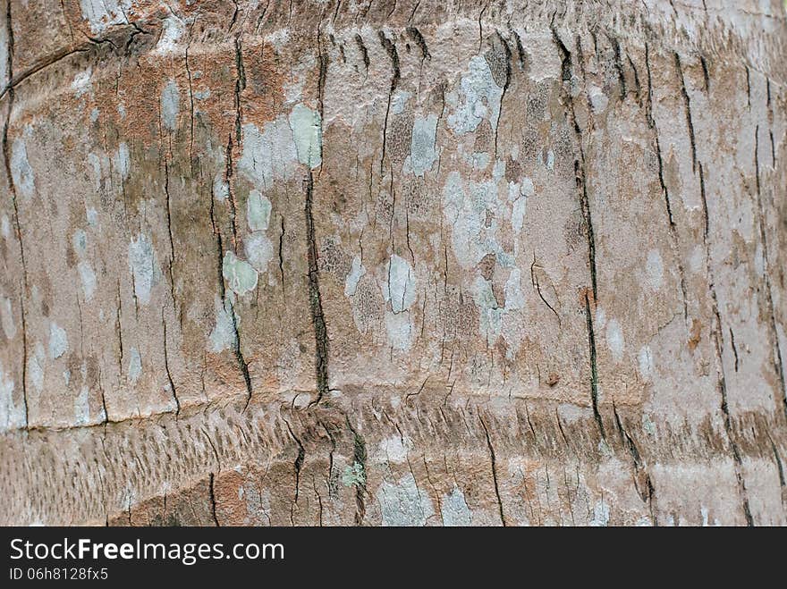 Striped bark of a coconut palm tree. Striped bark of a coconut palm tree.