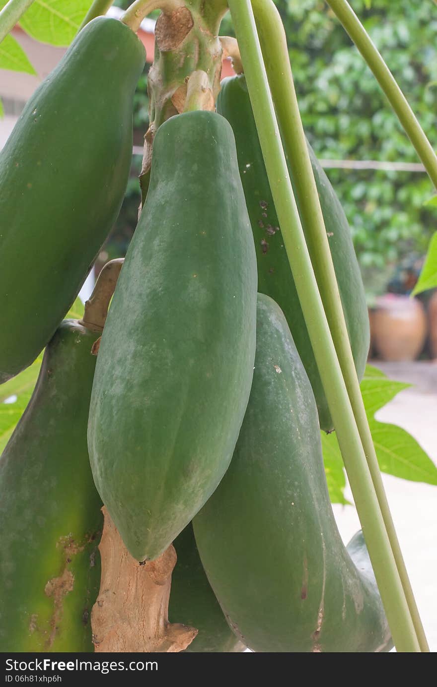 Papaya tree