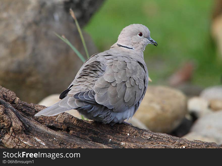 Wood Pigeon in the park