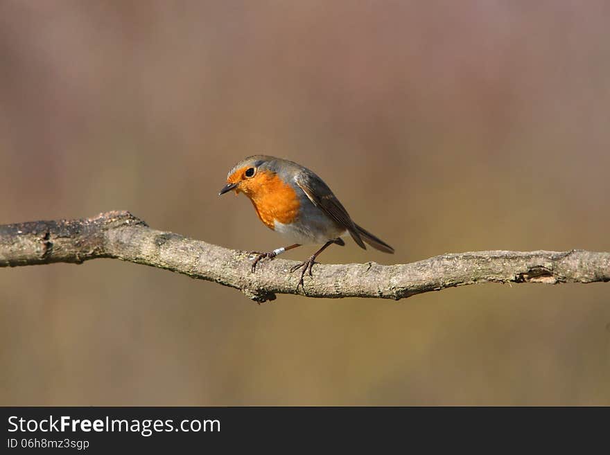 Little robin on the branch. Little robin on the branch