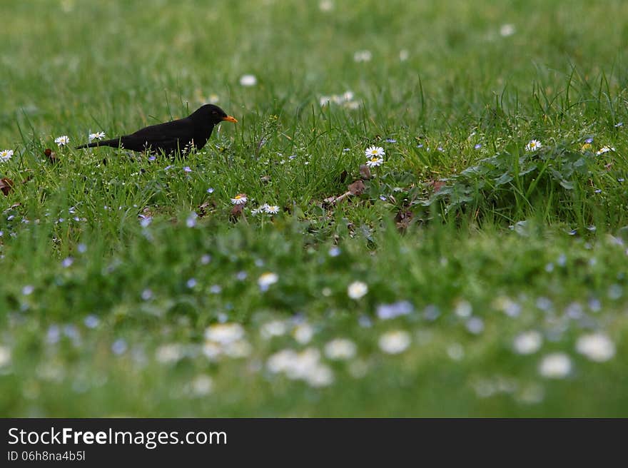 Common Blackbird in the park