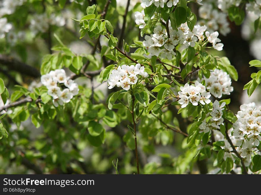 Springtime Trees