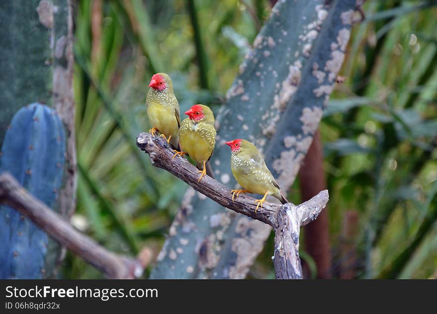 Three pretty Star finches sitting on branch. Three pretty Star finches sitting on branch