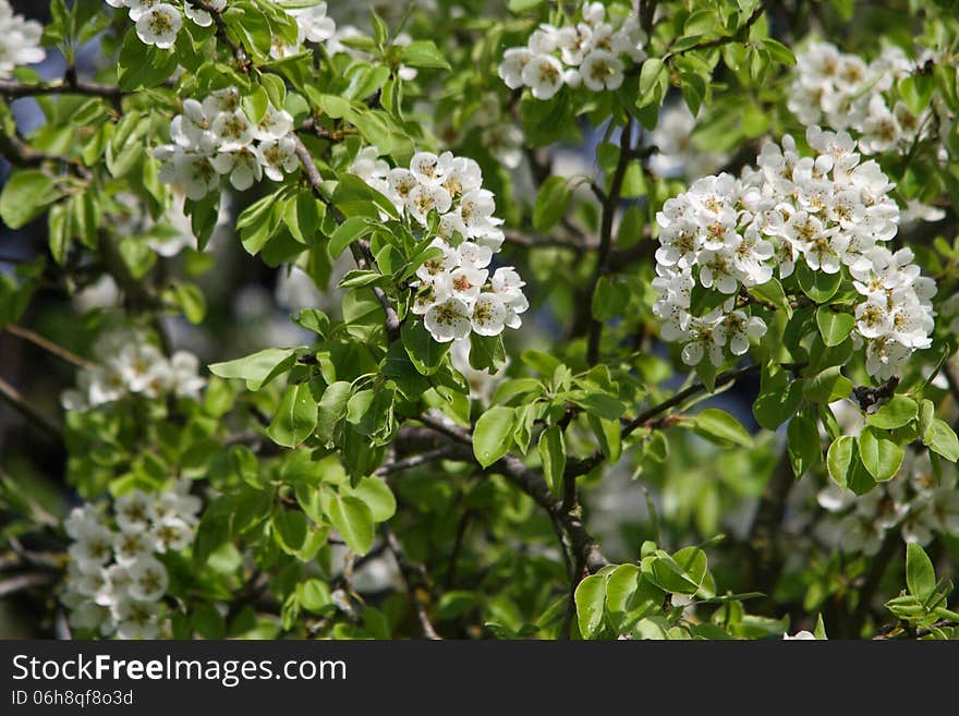 Springtime Trees