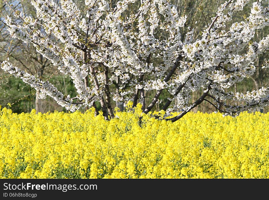 Fields of charlock during spring in the Tuscany. Fields of charlock during spring in the Tuscany.