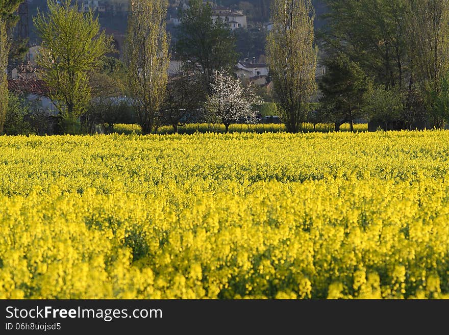 Fields of charlock during spring in the Tuscany. Fields of charlock during spring in the Tuscany.