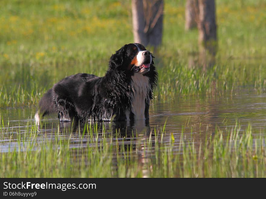 The dog taking a bath in the lake. The dog taking a bath in the lake