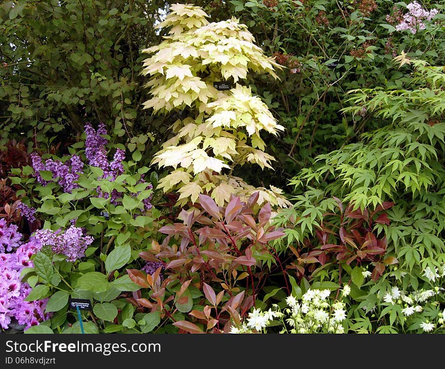 Lovely lilac with various coloured leaved Japanese Maple trees in a garden display at RHS Chelsea flower show 2013. Lovely lilac with various coloured leaved Japanese Maple trees in a garden display at RHS Chelsea flower show 2013.