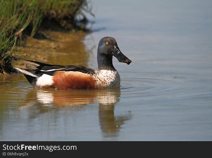 Northern Shoveller duck taking a bath