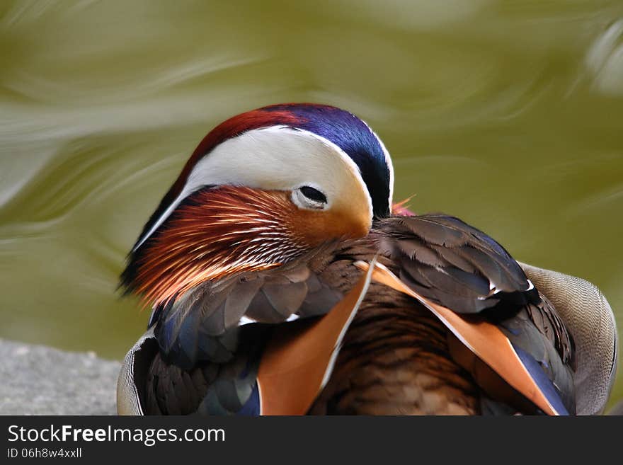 Male mandarin duck is falling asleep