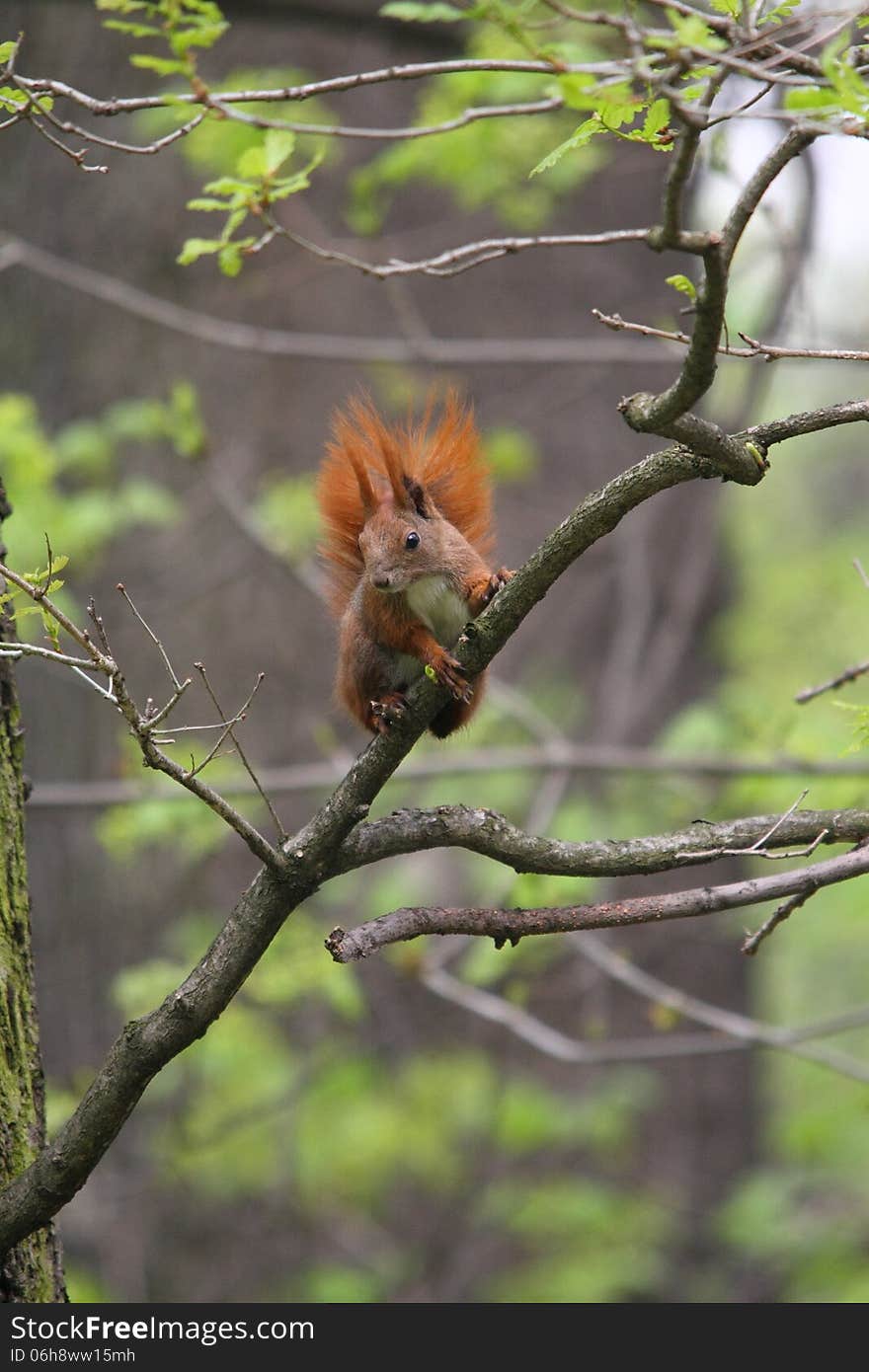 The squirrel seating on the branch