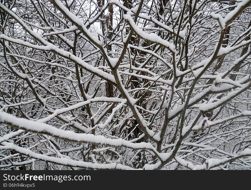 Winter season, trees with snow