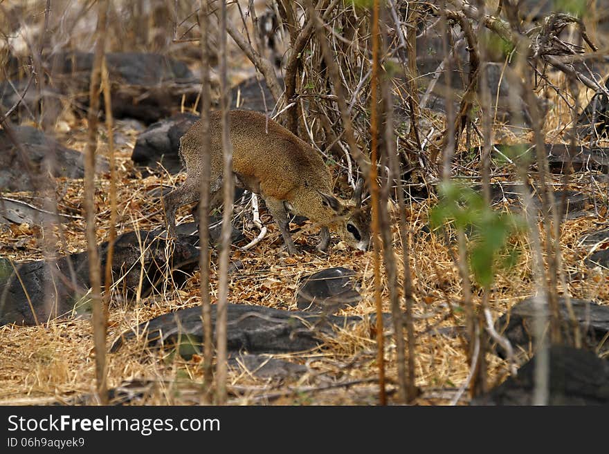 African Klipspringers live on the rocky outcrops called koppieson on the African plains. African Klipspringers live on the rocky outcrops called koppieson on the African plains.