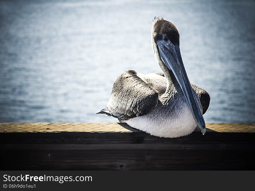 Relaxing pelican