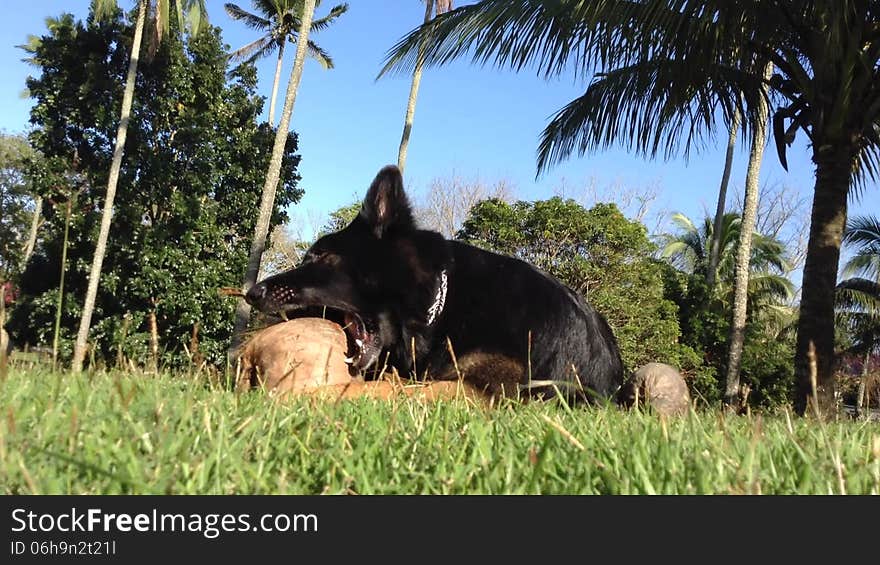 Dog Tearing Coconut Apart