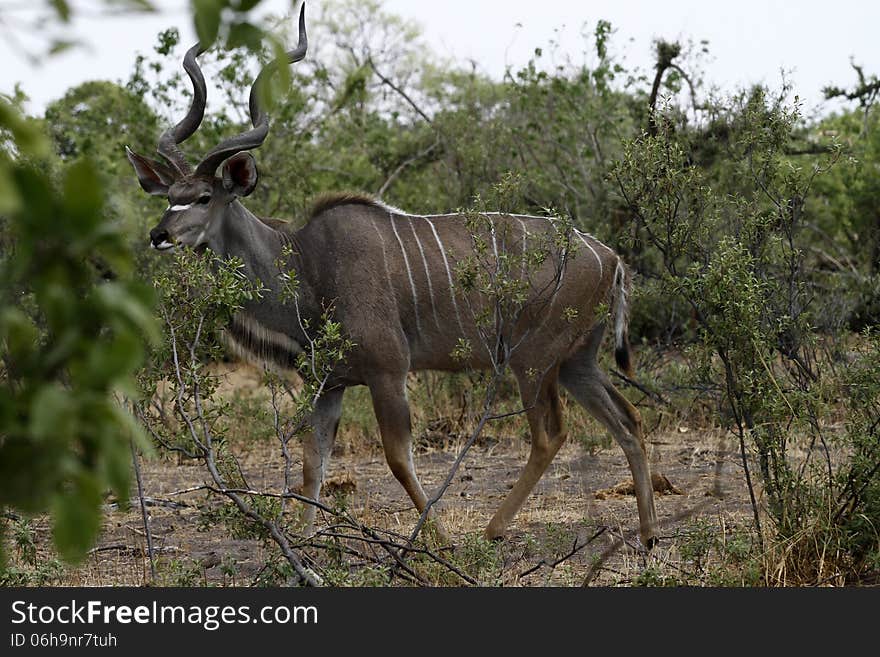 Greater Kudu Bull