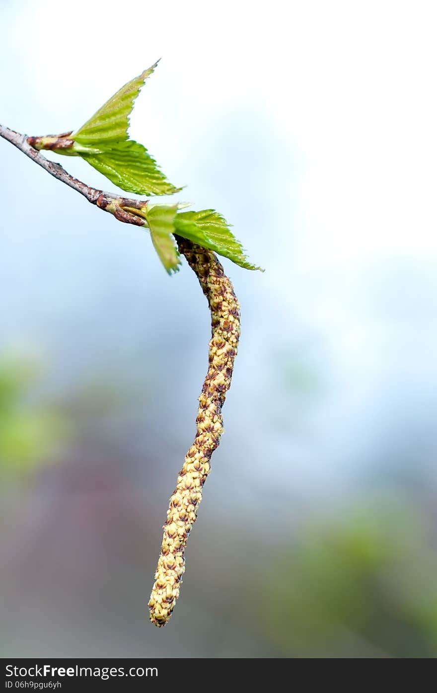 Young Branch Of Birch With Buds