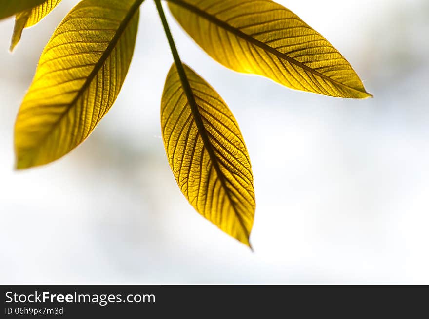 Young leaves of the walnut tree taken in backlit on a light background