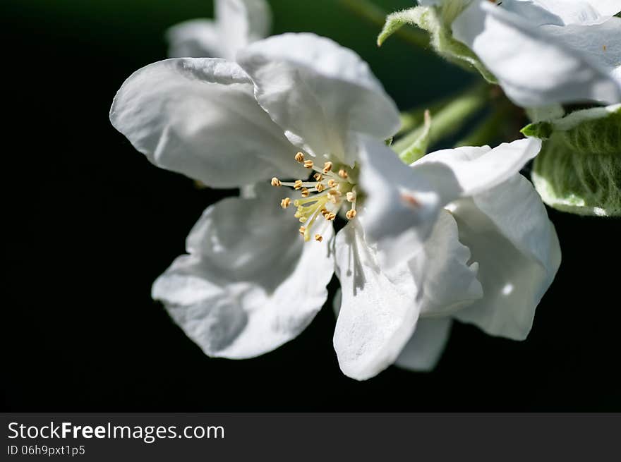 Background flower apple