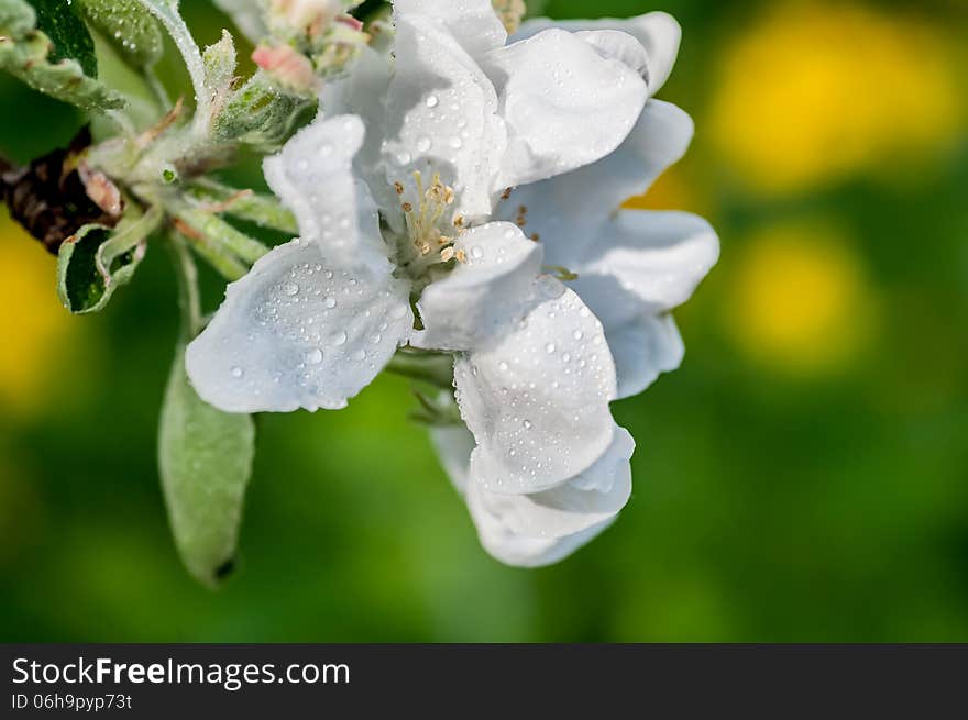 Background of a drop of water flower apple macro