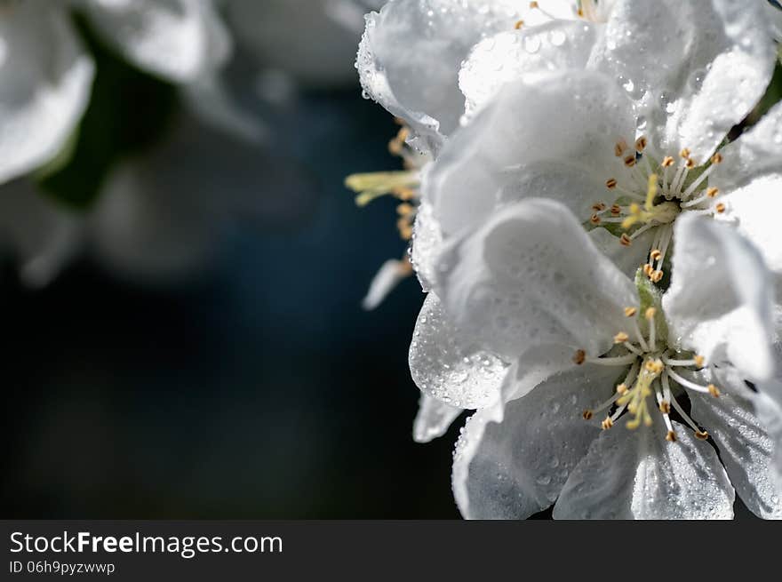 Background of a drop of water flower apple macro